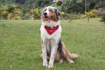 dog portrait in natural environment