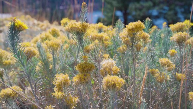 close shot of Ericameria laricifolia - Turpentine Bush in California