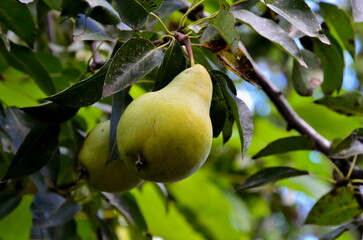 Ripe juicy pears hang on the branches of a tree.