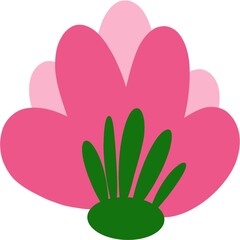 pink flower on white background