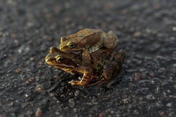 two frogs mating season