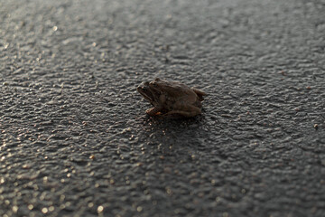 breeding season for frogs in spring