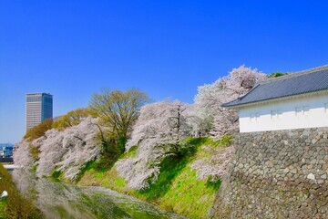 山形城跡・霞城公園の桜（山形県・山形市）