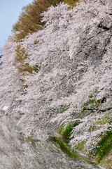 Fototapeta na wymiar 山形城跡・霞城公園の桜（山形県・山形市）