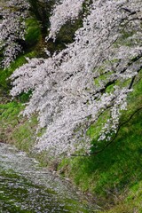 山形城跡・霞城公園の桜（山形県・山形市）
