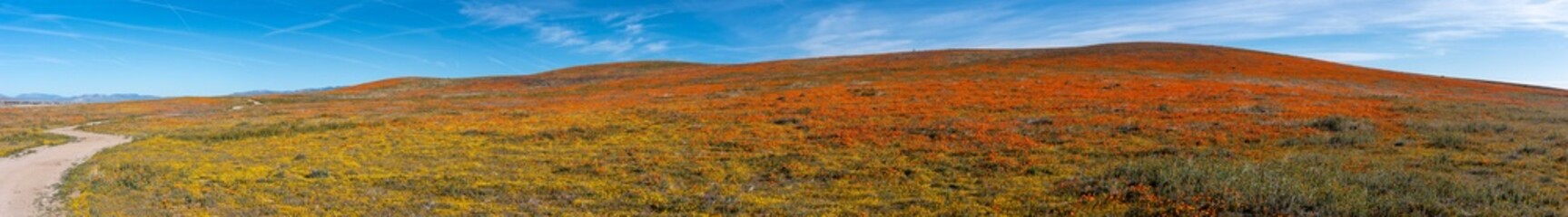 Fototapeta premium Panorama of poppy fields in California