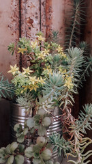 cactus in a pot