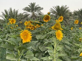 Sunflowers farm, Al-Ahsaa, Saudi Arabia