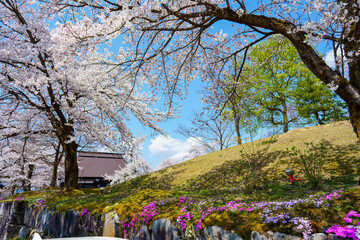 建物と桜と芝桜と新緑がある春の風景