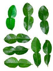 Isolated kaffir lime leaves for your work