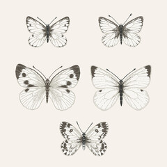 Fototapeta na wymiar Set with white butterflies