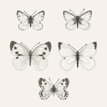 Set with white butterflies