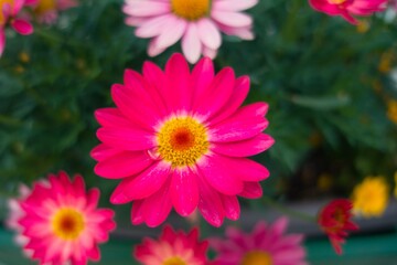 Obraz premium 鮮やかな花