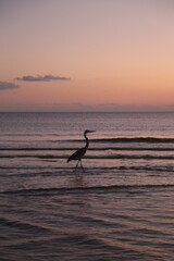 Fototapeta premium Heron Alligator Point Beach