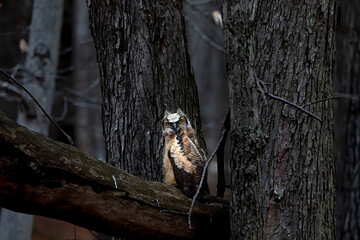 Young great horned owl (Bubo virginianus ) in Wisconsin state park.