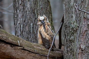 Young great horned owl (Bubo virginianus ) in Wisconsin state park.