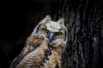 Young great horned owl (Bubo virginianus ) in Wisconsin state park.