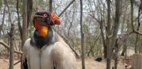 Gallinazo Real
