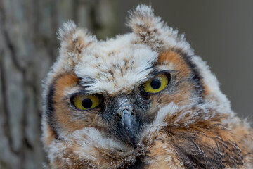 Young great horned owl (Bubo virginianus ) in Wisconsin state park.
