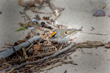 The golden-crowned kinglet (Regulus satrapa) lookink for food on the shore of lake Michigan