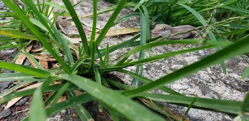 lizard in the grass