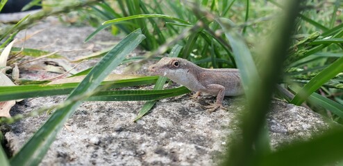 lagarto en parque