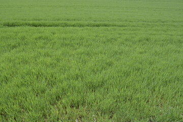 Green wheat field close up texture