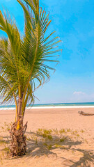palm tree in the sand on the shore of the beach, in the background the blue sky and the sea