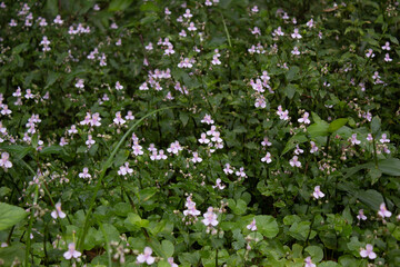 Vegetação Mata Atlântica. Parque Estadual da Serra do Mar. Praia Grande/SP