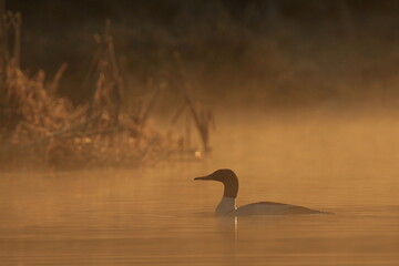 Male Common Merganser on water with foggy orange morning light and reeds