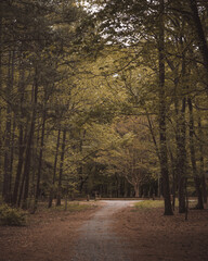 Obraz premium path in the woods