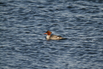 Side view of a female Common Merganser on water