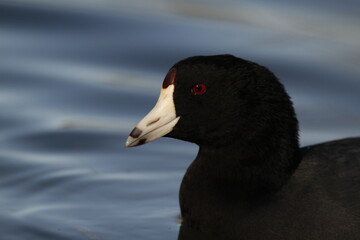 Close up of the head and face of an American Coot or Mudhen
