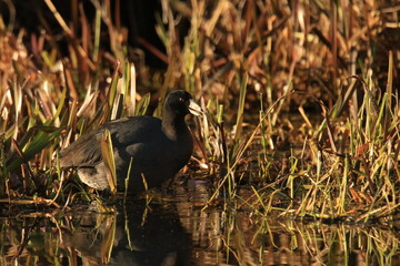 American Coot or Mudhen in water with grass