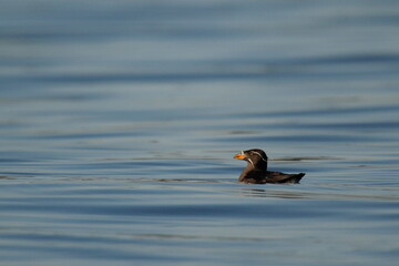 Rhinoceros Auklet in breeding plumage in water
