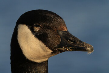 Canada Goose glaring with eye partially closed