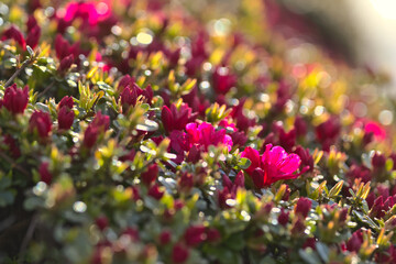 Obraz premium Flowers