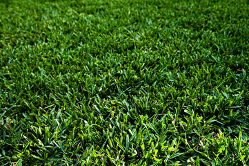 green grass background