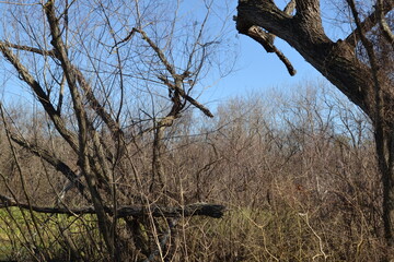 The beginning of spring in Cullinan Park, Sugar Land, Houston, Texas