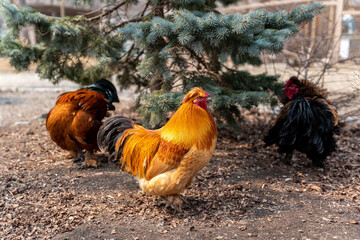 A beautiful rooster standing on the grass on a blurred green nature background. Rooster of the zodiac year. Year of the rooster.