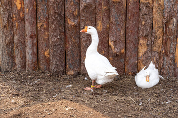 The white geese are going to play on the ground.