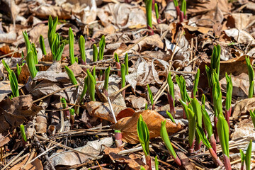 New growing wild garlic, (Allium ursinum)  know as wild cowleek, cowlic, buckrams, broad-leaved garlic, wood garlic, bear leek, or bear's garlic.