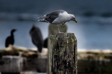 seagull on the pier