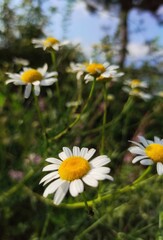 daisies in a field