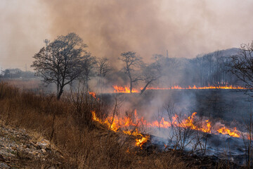 Forest fire. Fire in the forest, dry grass and trees are burning