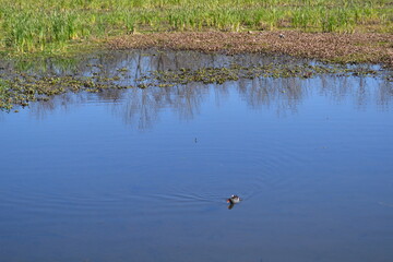 A water bird is swimming on the sheet, Cullinan Park, Sugar Land, Texas