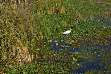 White wild bird, Cullinan Park, Richmond, Texas