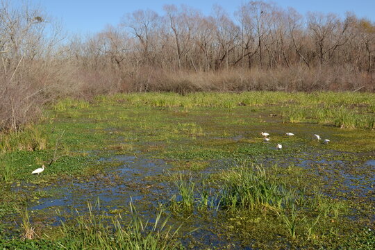 White birds are eating in the green swamp, White Lake, Cullinan Park, Sugar Land, Texas