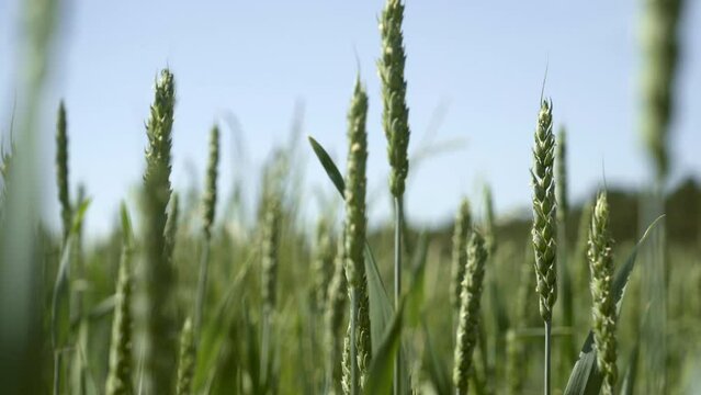 Green winter wheat in farmers field blowing in the wind.