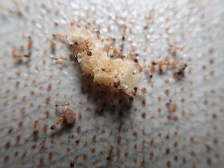 Macro photo - Ant colonies that are clustered on the rest of the snack food whit blurred background